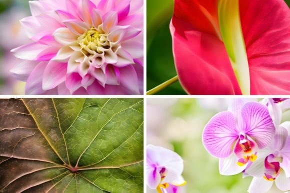 Elevate Your Projects with 46 Organic Botanical Backgrounds